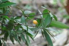 Jacquinia ruscifolia